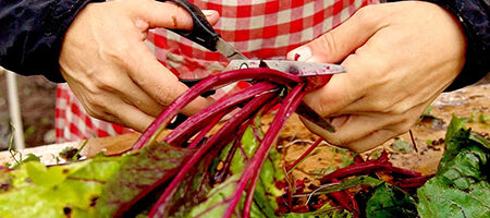 Alimentación saludable