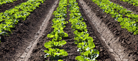 Cambios en el reglamento de producción ecológica