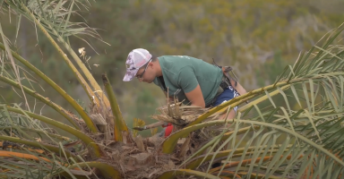 El Instituto Canario de Calidad Agroalimentaria publica el documental Vidas y agroecología en La Gomera